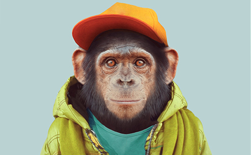 Singe-Sandro-DiGiovanni-Monkey-Medias