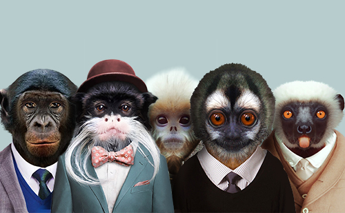 les-singes-partenaires-monkeymedias